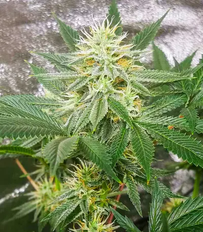 Different GG#4 Seeds (AlphaFem Seeds)