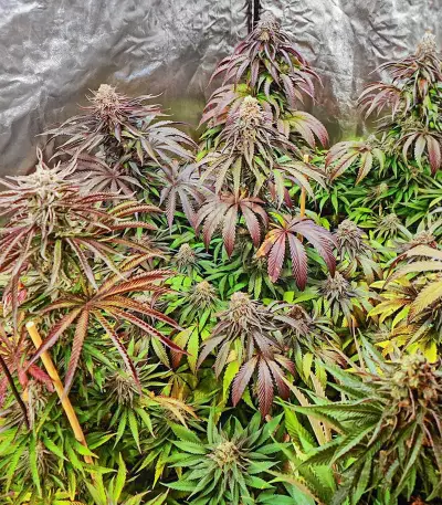 Dozywelly OG Feminized Seeds (AlphaFem Seeds)