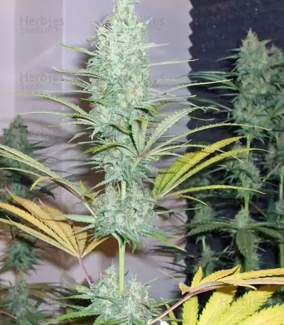 Euforia Regular seeds