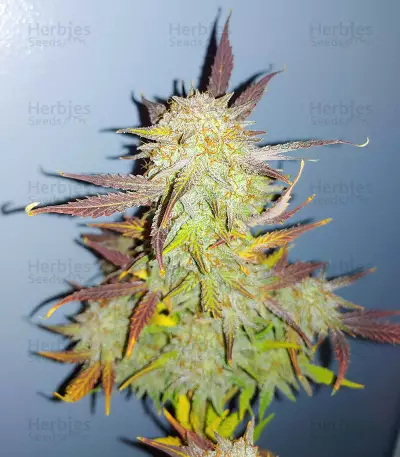 Grandmommy Purple Auto (Herbies Seeds)