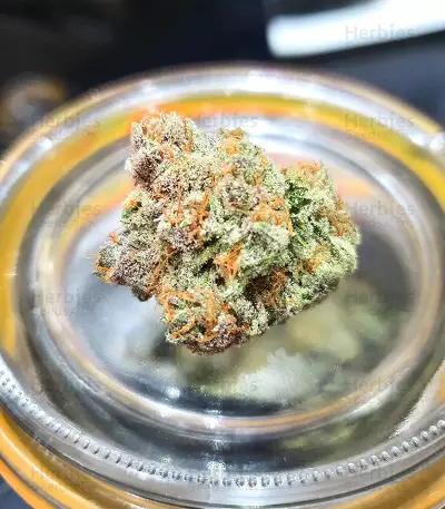 Green Crack Punch (Green Punch) feminized seeds