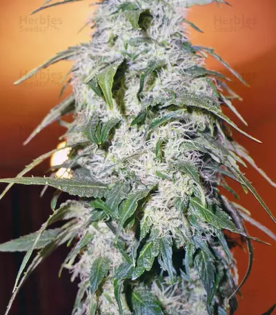 Himalaya Gold Seeds