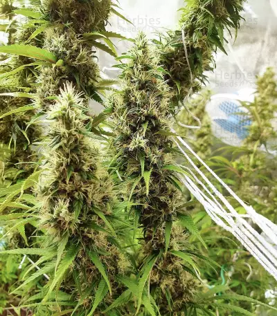 LA Cookies (Cali Connection Seeds)