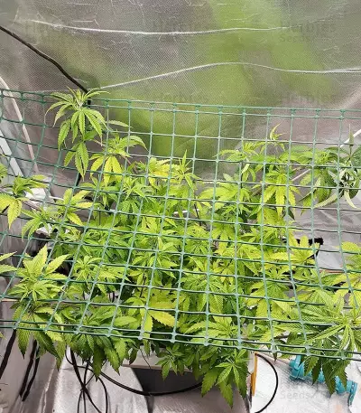 Lemon Drizzle feminized seeds (Barney's Farm)