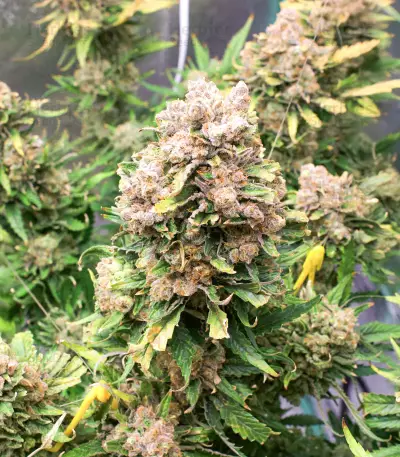 Mac Feminized Seeds