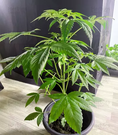 Northern Light (Kera Seeds)