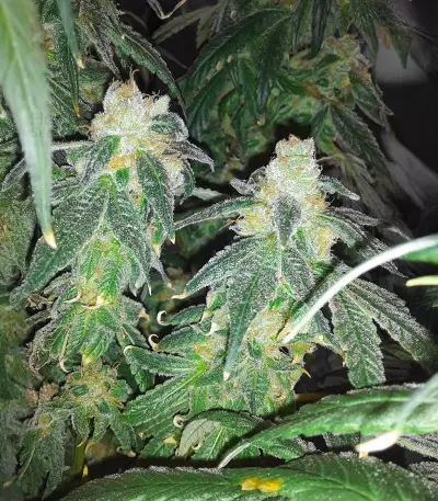 RudeBoi OG F1 Seeds (Seedkeepers)