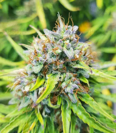 Skywalker Haze feminized seeds (Dutch Passion)