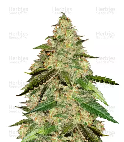 Semillas feminizadas Big Bud (Seedstockers)
