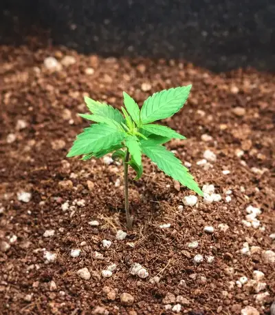 Biscotti Auto Seeds