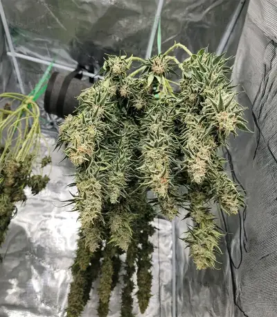 Critical Mass Fast (Advanced Seeds)