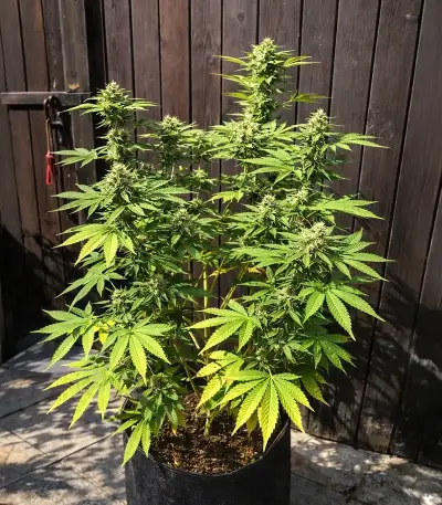 Dark Phoenix Seeds