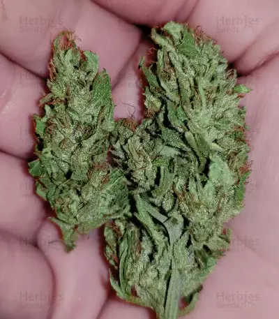 Fire OG Kush (Big Head Seeds)