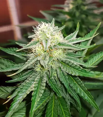 Gorilla Melon Seeds