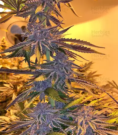 Grandaddy Purple feminized seeds (Big Head Seeds)