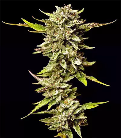 Graines de cannabis Guys Girl Scout Cookie Glue Auto (GGG1 Auto) (Dr. Krippling Seeds)