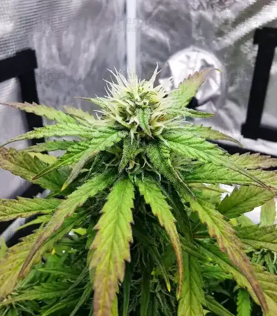 Headstone Seeds