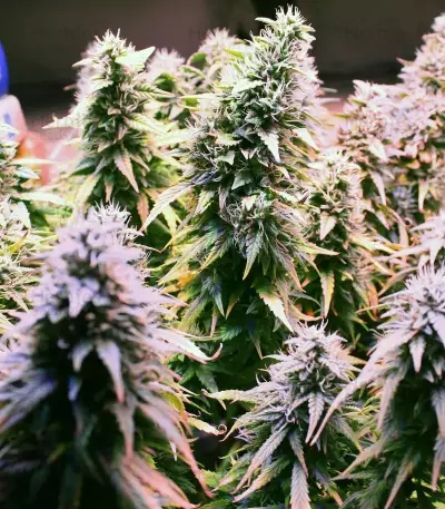 Hindu Kush regular (Sensi Seeds)