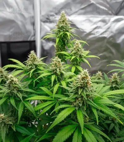 Mind Bender feminized seeds