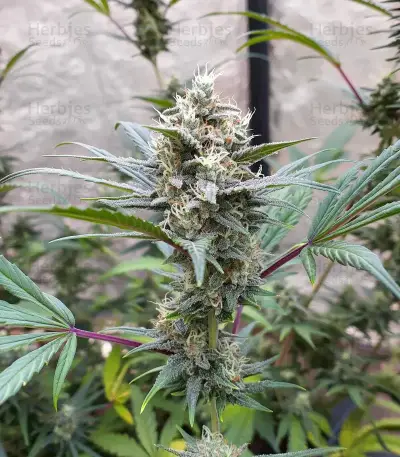 Orange Sherbet FF Seeds