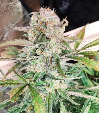 Original Auto Sour Diesel (Fast Buds)