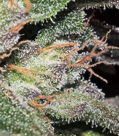 Panama D.C. Seeds