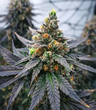 Peanut Butter Breath Auto Seeds