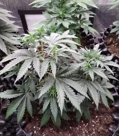 Purple Wreck (Reserva Privada)