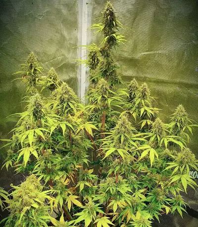 Runtz Auto (Barney's Farm) feminized seeds