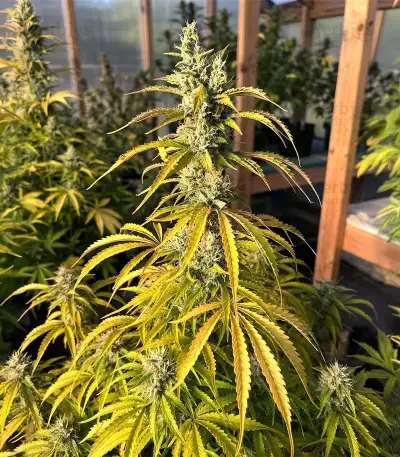 S.T.D feminized seeds