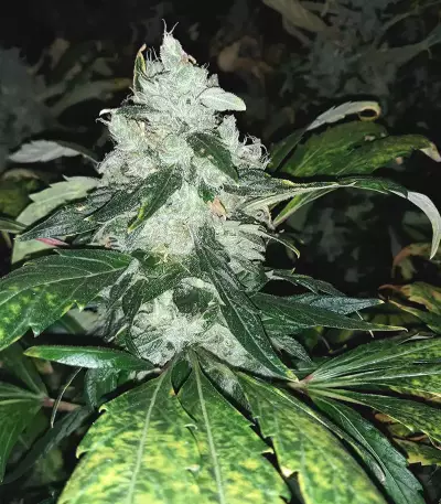 Shogun feminized seeds