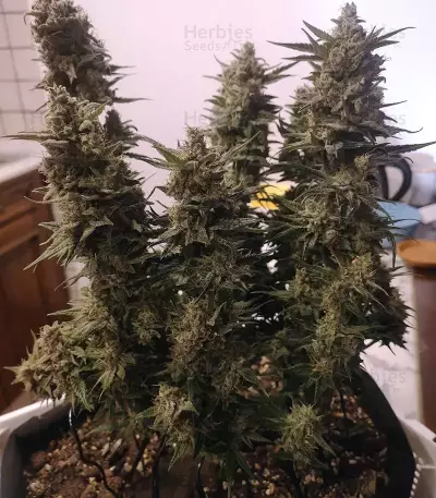 Shogun feminized seeds