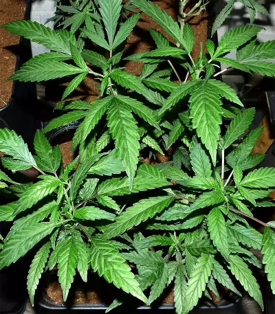 Sticky Dream (Positronics Seeds)