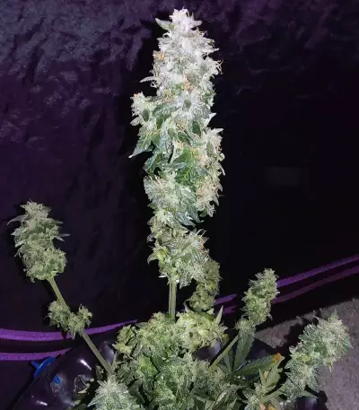 Sweet CBD Seeds