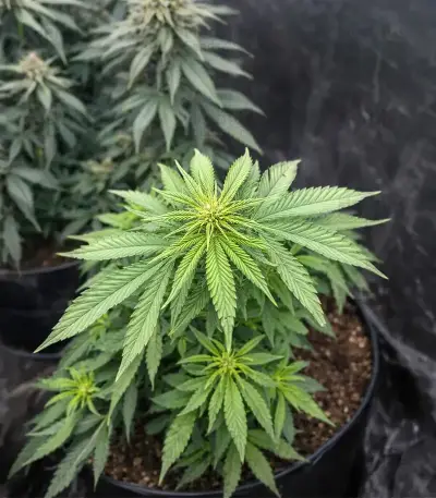 Sweet Critical CBD (00 Seeds) Cannabis-Samen