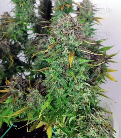 THC Bomb Auto (Bomb Seeds)