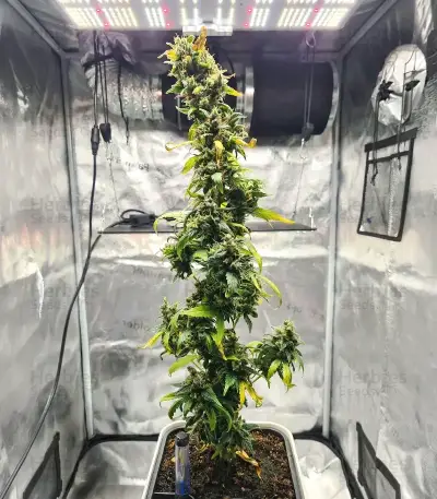 THC-Victory Auto Seeds