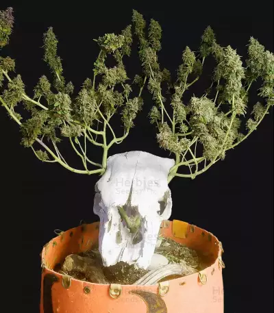 Tropicanna Poison F1 Fast Version Feminized Seeds (Sweet Seeds)