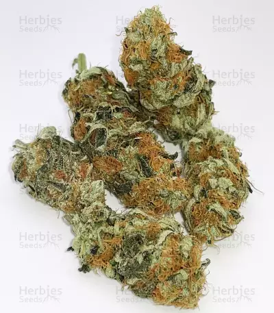 Tropicanna Poison F1 Fast Version Feminized Seeds (Sweet Seeds)