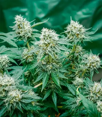 White Lemon Seeds