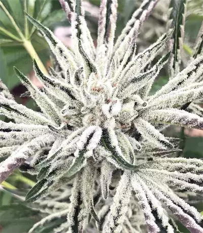 White OG feminized seeds