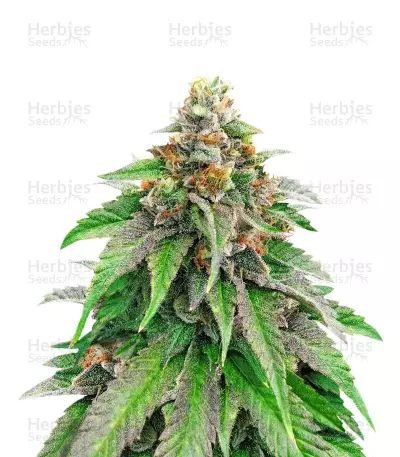 Semillas Strawberry Amnesia feminizadas (Herbies Seeds)