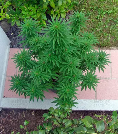 Sweet Purple feminized seeds