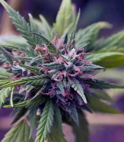 Trance Seeds - Cannabis Strain Seeds for Sale