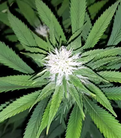 Tropic Punch feminized seeds (Heavyweight Seeds)