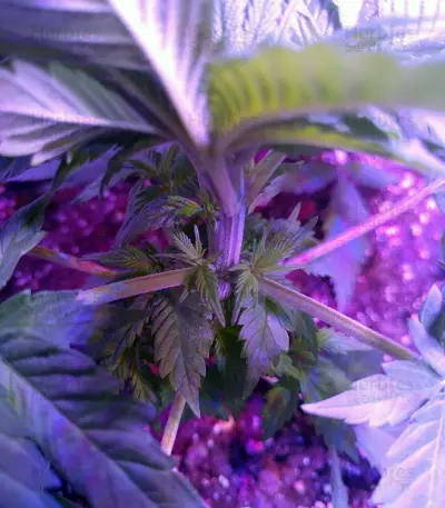 Psychofruit Auto feminized seeds