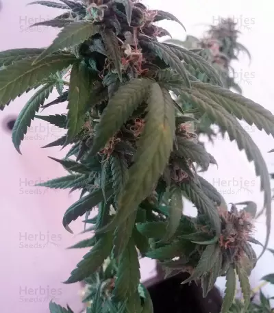 Black Gold Auto Seeds