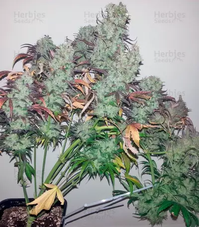 Strawberry Cough (Dutch Passion)