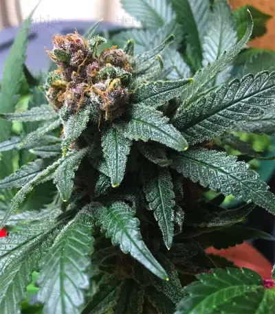 Ayahuasca Purple