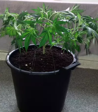 Semi femminizzati Alien Gorilla (Big Head Seeds)